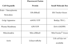 The main lipids are the phospholipids. Labelling Methods For The Visualization Of Single Cell Organelles In Download Table