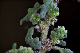 Image result for Dysphania pumilio