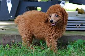 At pecan place kennels, we offer adorable australian shepherd / poodle puppies that you can bring home with confidence. Mini Poodle Puppies For Sale Puppy Love