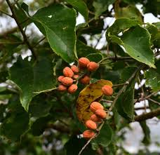 Image result for Croton madandensis