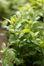 Krauter Gegen Schadlinge Pfefferminze Pflanzen Minze Pflanzen Pflanzen