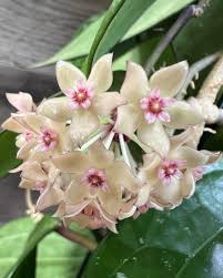 Image result for Polystachya spatella