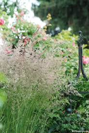 Prachtkerze Verbena Und Graser Tanzer Im Beet Berlingarten Reitgras Gras Garten