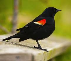 Birds That Lay Eggs On The Ground Ontario Pin By Bonnie Cook On Bye Bye Black Birds Backyard Birds Birds Of America Common Birds