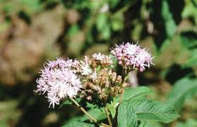 Image result for Bothriocline longipes