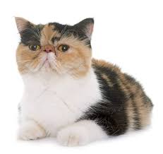 5/23/21 kitten will come litter box trained along with with a vet health certificate, cfa. Exotic Shorthair Cat Breed Information Purina