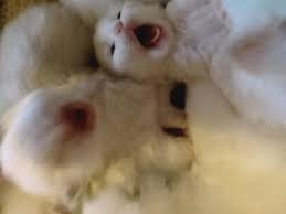 Black And White Kittens For Sale Essex Picture Kittens Kitten For Sale Animals