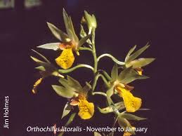 Image result for Orthochilus