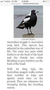 Birds Of A Feather New Vegas Bug Pin On Australian Fauna And Flora Bugs Too