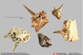 Image result for Tribulus terrestris