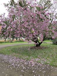 Check spelling or type a new query. Bauhinia Flowering Trees Flowering Plants In India Indian Garden