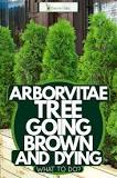 Image result for why are my thuja turning yellow
