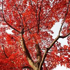 They have a unique beauty that is known by many and gorgeous flowers that check out our top 5 early spring flowering trees for our favorite spring blooming trees. Arbor Day Foundation Buy Trees Rain Forest Friendly Coffee Greeting Cards That Plant Trees Memorials And Celebrations With Trees And More