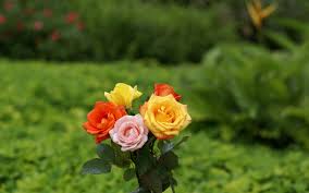 30 Beautiful Coloured Flowers Pictures Full Size Hd Flowers Bouquet Flowers Best Flower Wallpaper