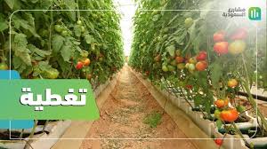تغطية الزراعة المائية في السعودية زراعة بدون تربة Youtube