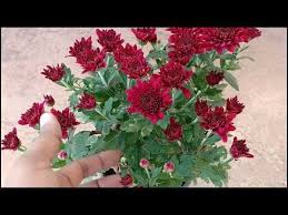 How To Take Care Of And Grow Chrysanthemums Guldaudi In Hindi Sevanthige In Kannada Youtube In 2020 Chrysanthemum Care Plant Hacks Chrysanthemum