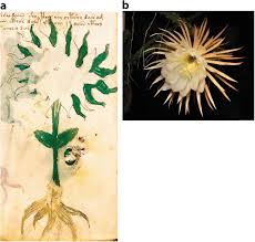 When a translation is complete, you assume the risk of any inaccuracies, errors or other problems encountered. Phytomorph Identification In The Voynich Codex Springerlink