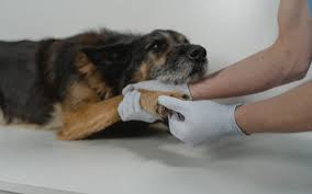 Maybe you would like to learn more about one of these? Hackettstown Nj 07840 Veterinary Blog Hackettstown Animal Hospital