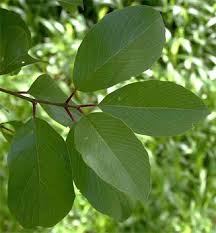 Image result for Berchemia discolor