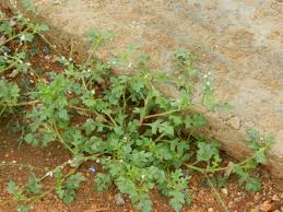 Image result for Oxygonum