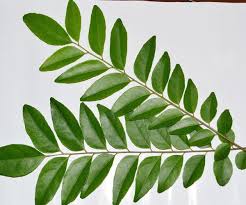 Tapi bagaimana cara menanamnya yang benar? Ini 9 Daun Penambah Aroma Yang Kerap Digunakan Dalam Masakan