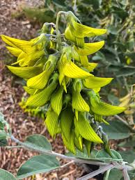 Image result for Crotalaria insignis