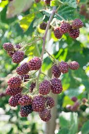 how to harvest wild berries foraging for beginners