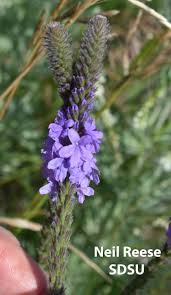 Image result for Verbenaceae