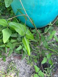 Image result for Psophocarpus lancifolius