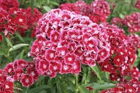 Dianthus Barbatus Sweet William Pink Go Botany
