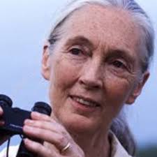 Survival of the Sun Bears