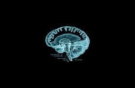 Hd Wallpaper Brain Gray S Anatomy Book Dark Animal Themes Animal Wildlife Wallpaper Flare