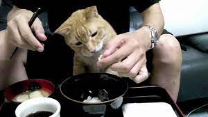 Brown rice is the most yes! 5 Meals Designed For Sick Cats Petpact Com