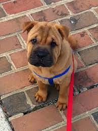 Ori pei originated in north america in the 1970s and has since then grown in popularity, it has both the pug and shar pei blood being a. My Ori Pei Rocco Hybrid Dogs Puppies And Kitties Animals Friends