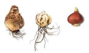 Bilderesultat for tuber