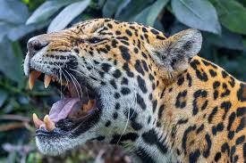 ‪Fierce Felines of the Jungle: Exploring the World of Wild Cats - Lions  Tigers and Bears‬‏