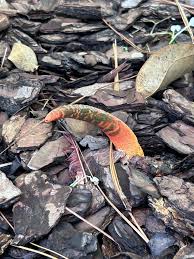 Image result for Mutinus elegans