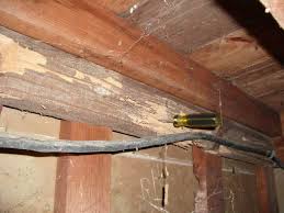 Information correct at time of filming. Defence Pest Control D P C