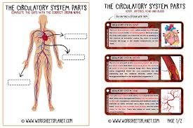 Your body has a highway system all its own that sends blood to and from your body parts. Circulatory System For Kids Diagram Theory Vocabulary