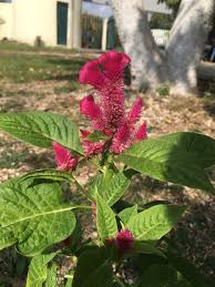 Image result for Celosia argentea