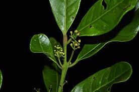 Image result for Beilschmiedia michelsonii