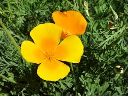 We did not find results for: California Native Plants Photo Galleries Mcbg Corp 2021 Fort Bragg California