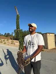 Image result for Alluaudia procera