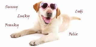 krasivye klichki imena dlya sobak malchikov kak nazvat chetveronogogo druga