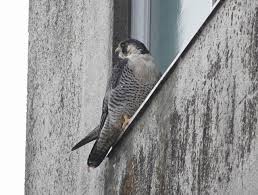 多摩川 ハヤブサ