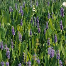 Image result for Pontederia