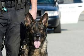 These are the puppies we. Akc Illinois Federation Works With State Senate To Support Retired Police Dogs American Kennel Club