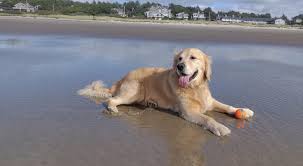 Cooper Loves The Oregon Coast Dogs Golden Retriever Retriever Puppy Water Dog