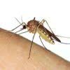 Professional pest control services commercial and residential 100% guarantee. Well S Termite Pest Control Llc Serving Lee Collier Counties Fl