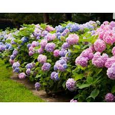 Adapun jumlah uang dari bunga tunggal ditentukan. Az Pokok Bunga Siti Zubaidah Hydrangea Shopee Malaysia